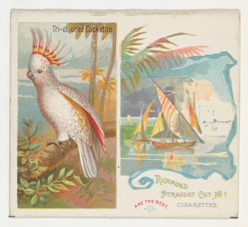 Tri-colored Cockatoo, from Birds of the Tropics series (N38) for Allen & Ginter Cigarettes by Allen & Ginter, print, 1889