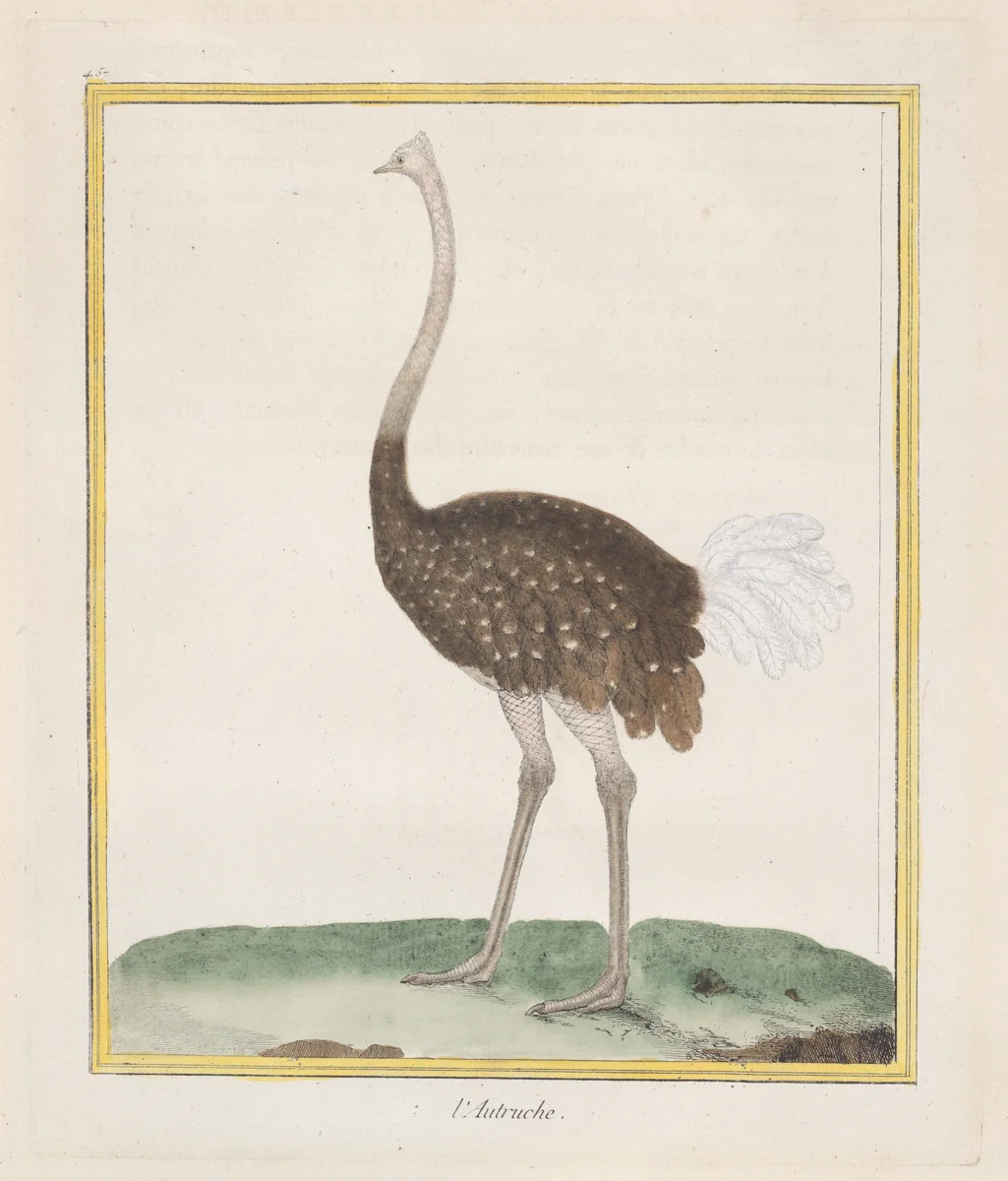 Autruche (Ostrich), from "Histoire Naturelle de Oiseaux" by François Nicolas Martinet, print, 1770-1786