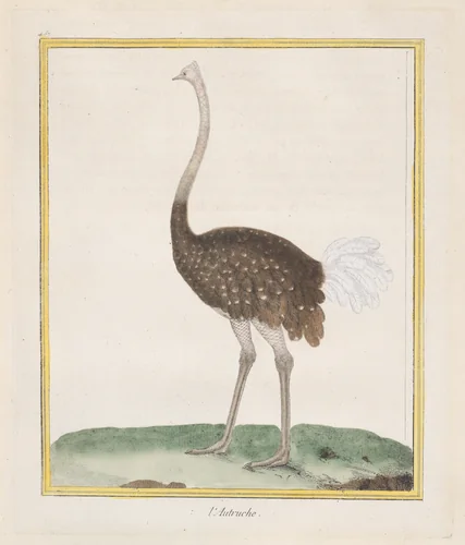 Autruche (Ostrich), from "Histoire Naturelle de Oiseaux" by François Nicolas Martinet, print, 1770-1786