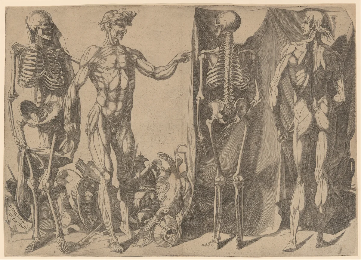 Two Flayed Men and Their Skeletons by Domenico del Barbiere, print, 1535-1550
