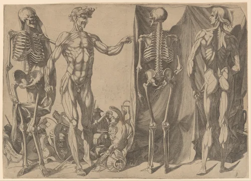 Two Flayed Men and Their Skeletons by Domenico del Barbiere, print, 1535-1550