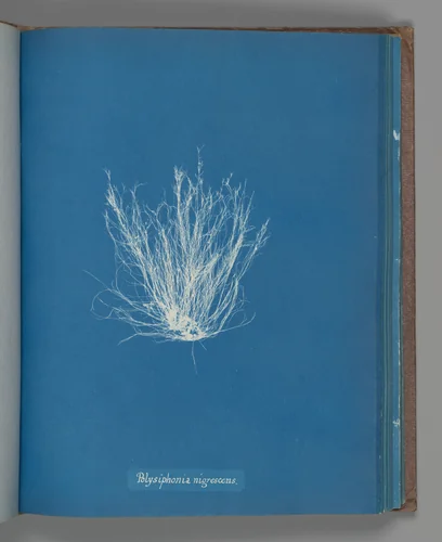 Polysiphonia nigrescens by Anna Atkins, photograph, 1851-1855