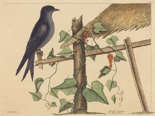 The Purple Martin (Hirundo purpurea) by Mark Catesby, print, 1731-1743