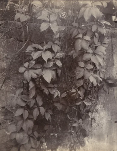 Vigne vierge by Eugène Atget, photograph, 1923