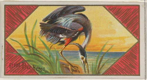 Great Blue Heron, from the Game Birds series (N13) for Allen & Ginter Cigarettes Brands by Allen & Ginter, print, 1889