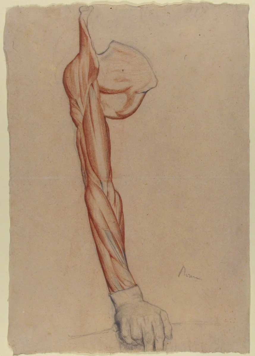 Ecorché: Right Arm and Shoulder Blade with Right Hand Intact by Edgar Degas, drawing, 1857-1858