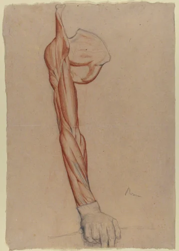 Ecorché: Right Arm and Shoulder Blade with Right Hand Intact by Edgar Degas, drawing, 1857-1858