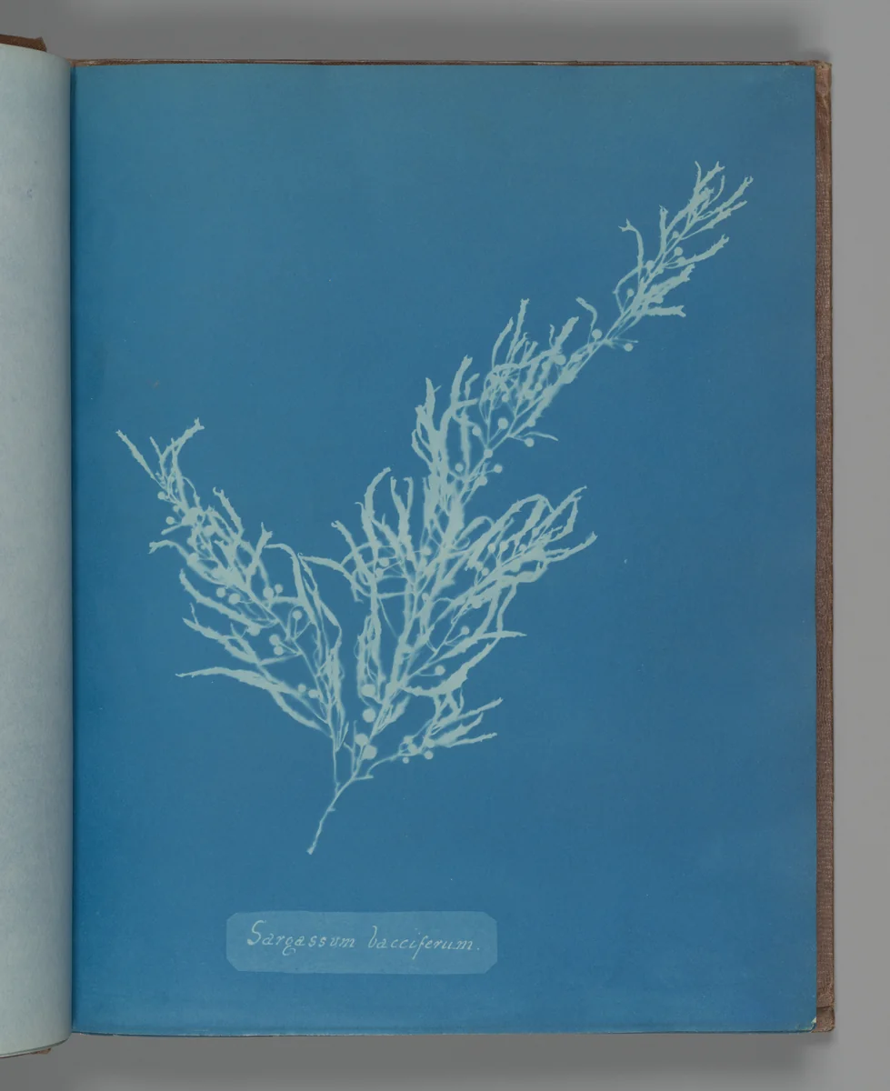 Sargassum bacciferum by Anna Atkins, photograph, 1851-1855