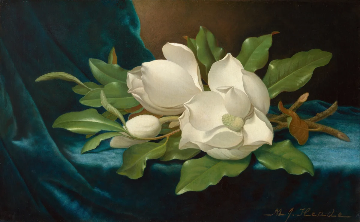 Giant Magnolias on a Blue Velvet Cloth by Martin Johnson Heade, painting, 1890