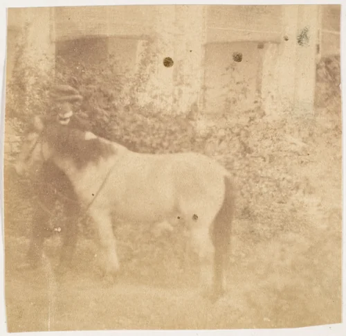 [Man and Horse, Government House, Allahabad] by John Constantine Stanley, photograph, 1858
