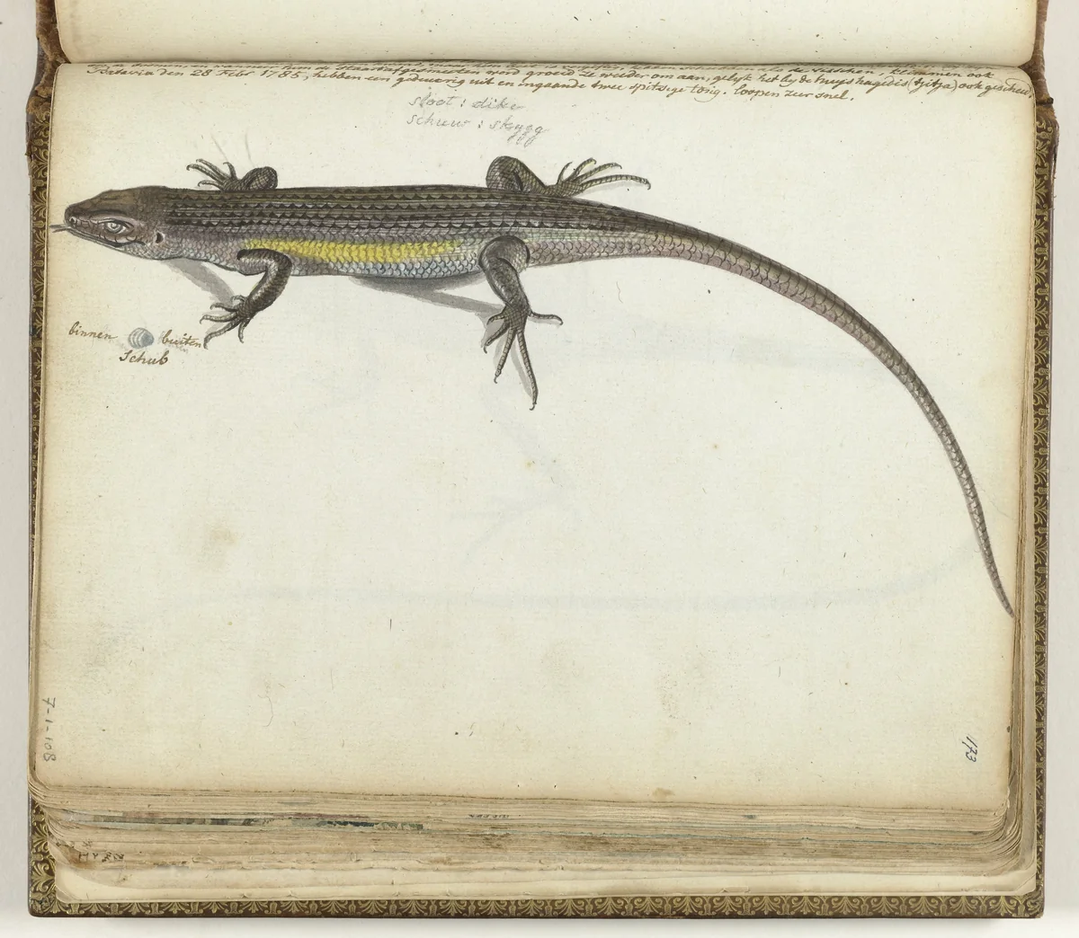 Land- en waterhagedis by Jan Brandes, drawing, 1785
