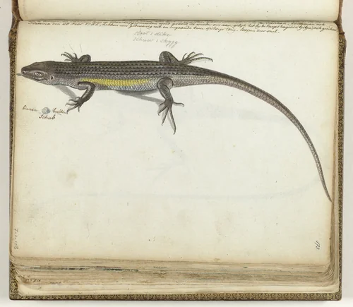 Land- en waterhagedis by Jan Brandes, drawing, 1785