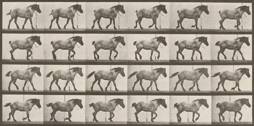 Plate Number 574. "Hansel" walking, free by Eadweard Muybridge, photograph, 1887