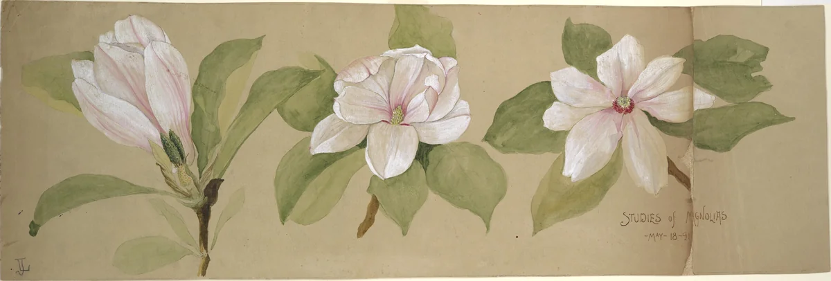 Studies of Magnolias by Tiffany & Co., artwork, 1891