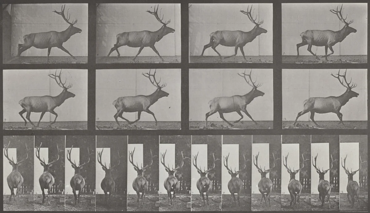 Plate Number 694. Elk galloping, irregular by Eadweard Muybridge, photograph, 1887
