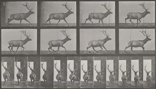 Plate Number 694. Elk galloping, irregular by Eadweard Muybridge, photograph, 1887