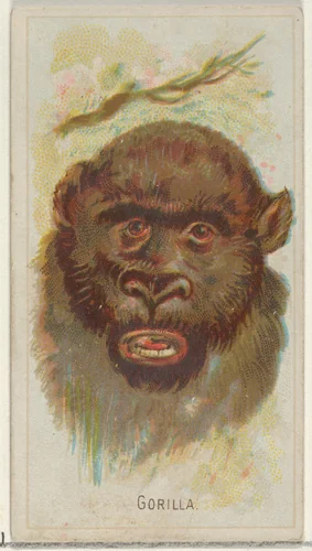 Gorilla, from the Wild Animals of the World series (N25) for Allen & Ginter Cigarettes by Allen & Ginter, print, 1888