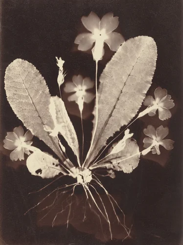 Botanical Photogram by Unknown 19th Century, photograph, 1860-1869