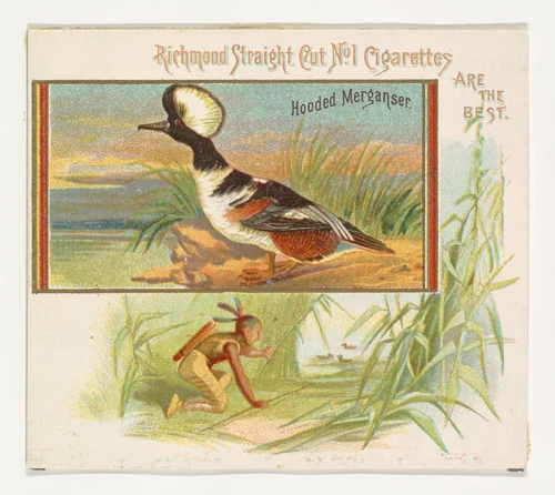 Hooded Merganser, from the Game Birds series (N40) for Allen & Ginter Cigarettes by Allen & Ginter, print, 1888-1890