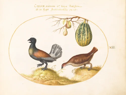 Plate 12: Pair of Wood Grouse with a Melon and Pears by Joris Hoefnagel, drawing, 1570-1599