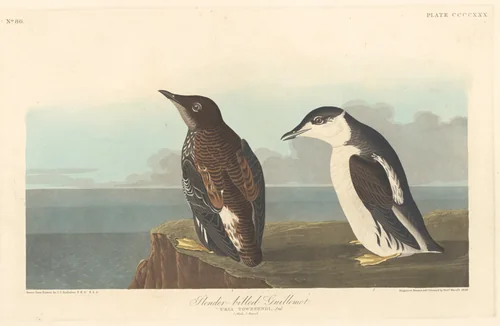 Slender-billed Guillemot by Robert Havell, Jr.; John James Audubon, print, 1838