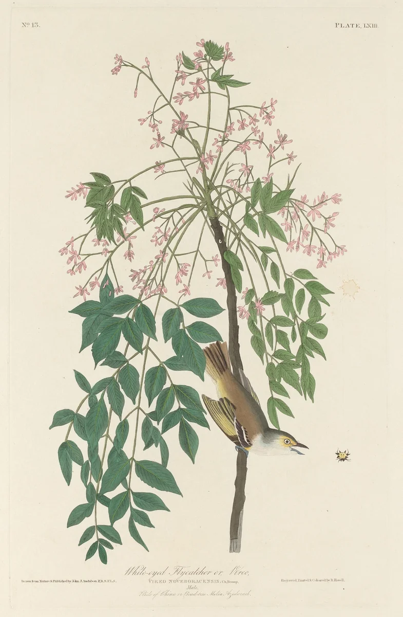 White-eyed Fly Catcher by Robert Havell, Jr.; John James Audubon, print, 1829
