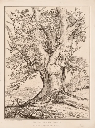 Beech in Windsor Forest by William Alfred Delamotte, print, 1805