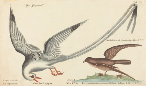 The Tropic Bird (Phaeton aethereus) by Johann Michael Seligmann, Mark Catesby, print, 1743-1762