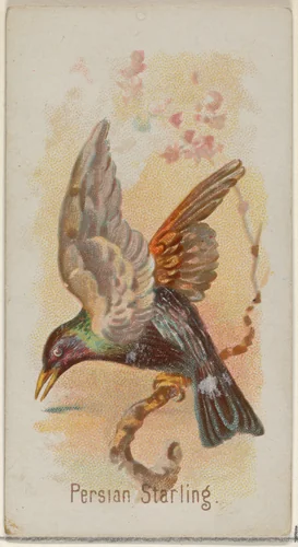 Persian Starling, from the Song Birds of the World series (N23) for Allen & Ginter Cigarettes by Allen & Ginter, print, 1890
