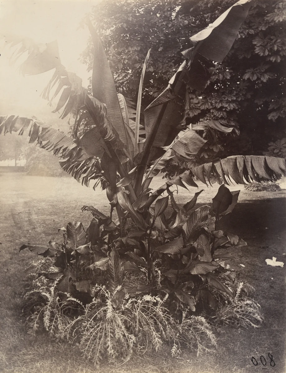 Bananier by Eugène Atget, photograph, 1900