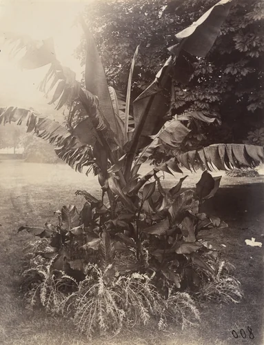 Bananier by Eugène Atget, photograph, 1900