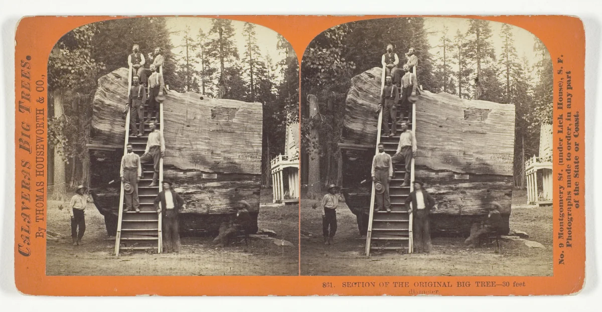 Section of the Original Big Tree - 30 feet diameter, No. 801 from the series "Calaveras Big Trees" by Thomas Houseworth, photograph, 1868-1870
