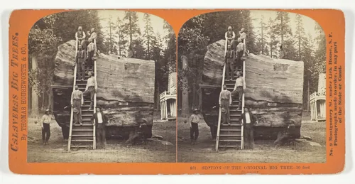 Section of the Original Big Tree - 30 feet diameter, No. 801 from the series "Calaveras Big Trees" by Thomas Houseworth, photograph, 1868-1870
