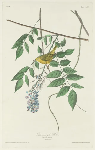 Blue-eyed Yellow Warbler by Robert Havell, Jr.; John James Audubon, print, 1830