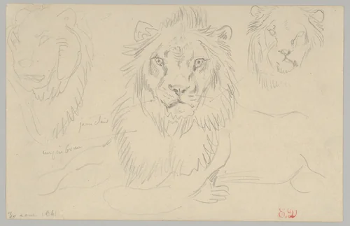A Lion, Full Face, August 30, 1841 by Eugène Delacroix, drawing, 1841