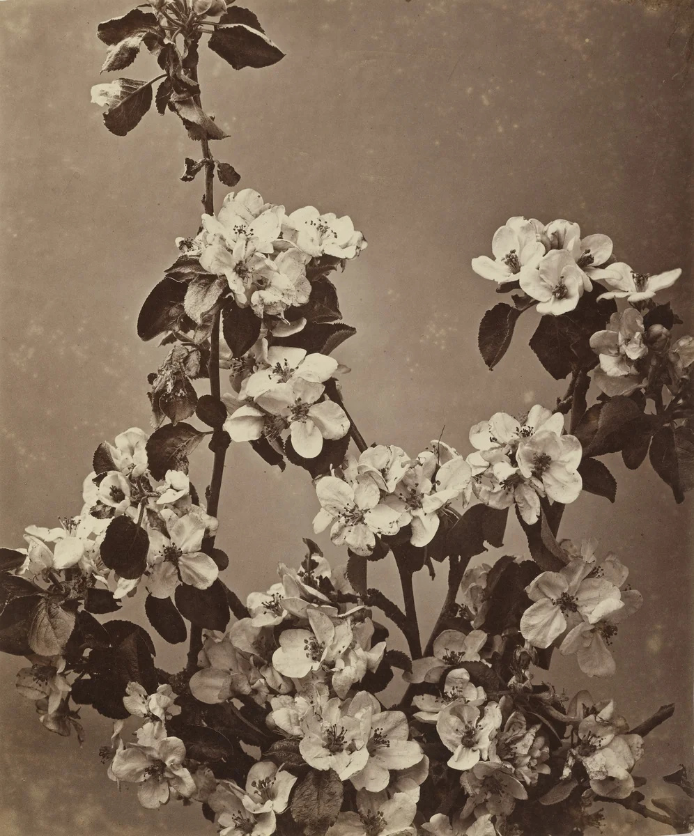 Untitled by Adolphe Braun, photograph, 1852