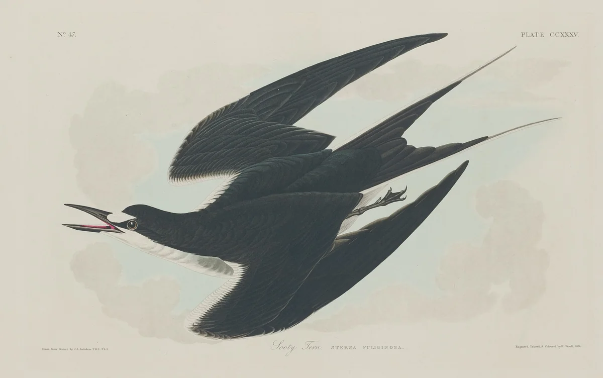 Sooty Tern by Robert Havell, Jr.; John James Audubon, print, 1834