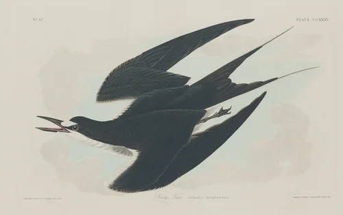 Sooty Tern by Robert Havell, Jr.; John James Audubon, print, 1834
