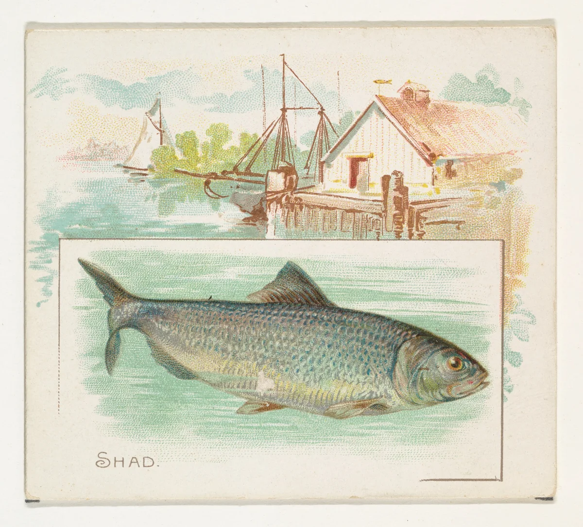 Shad, from Fish from American Waters series (N39) for Allen & Ginter Cigarettes by Allen & Ginter, print, 1889
