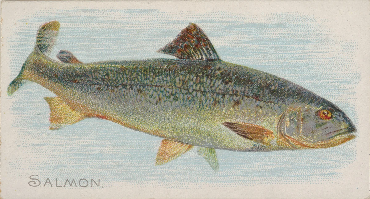 Salmon, from the Fish from American Waters series (N8) for Allen & Ginter Cigarettes Brands by Allen & Ginter, print, 1889