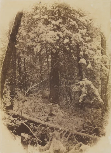 Untitled (Woods in Snow) by William James Stillman, photograph, 1859