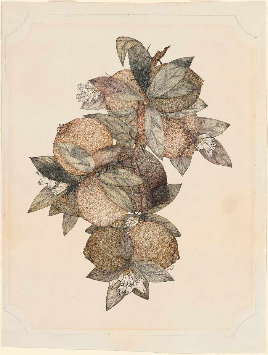 Pomegranate Fruit by Rufus King, drawing, 1867