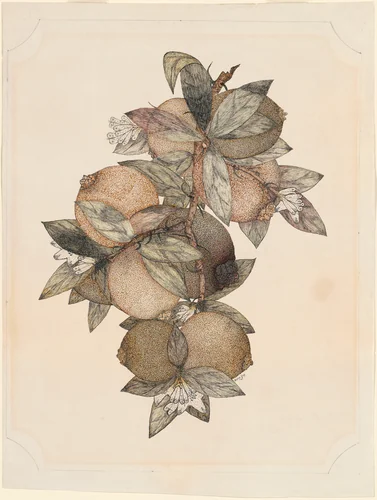 Pomegranate Fruit by Rufus King, drawing, 1867