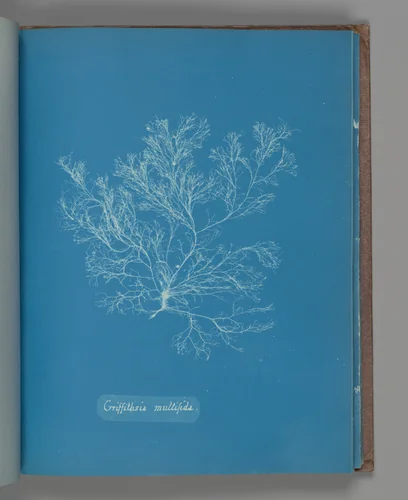 Griffithsia multifida by Anna Atkins, photograph, 1851-1855