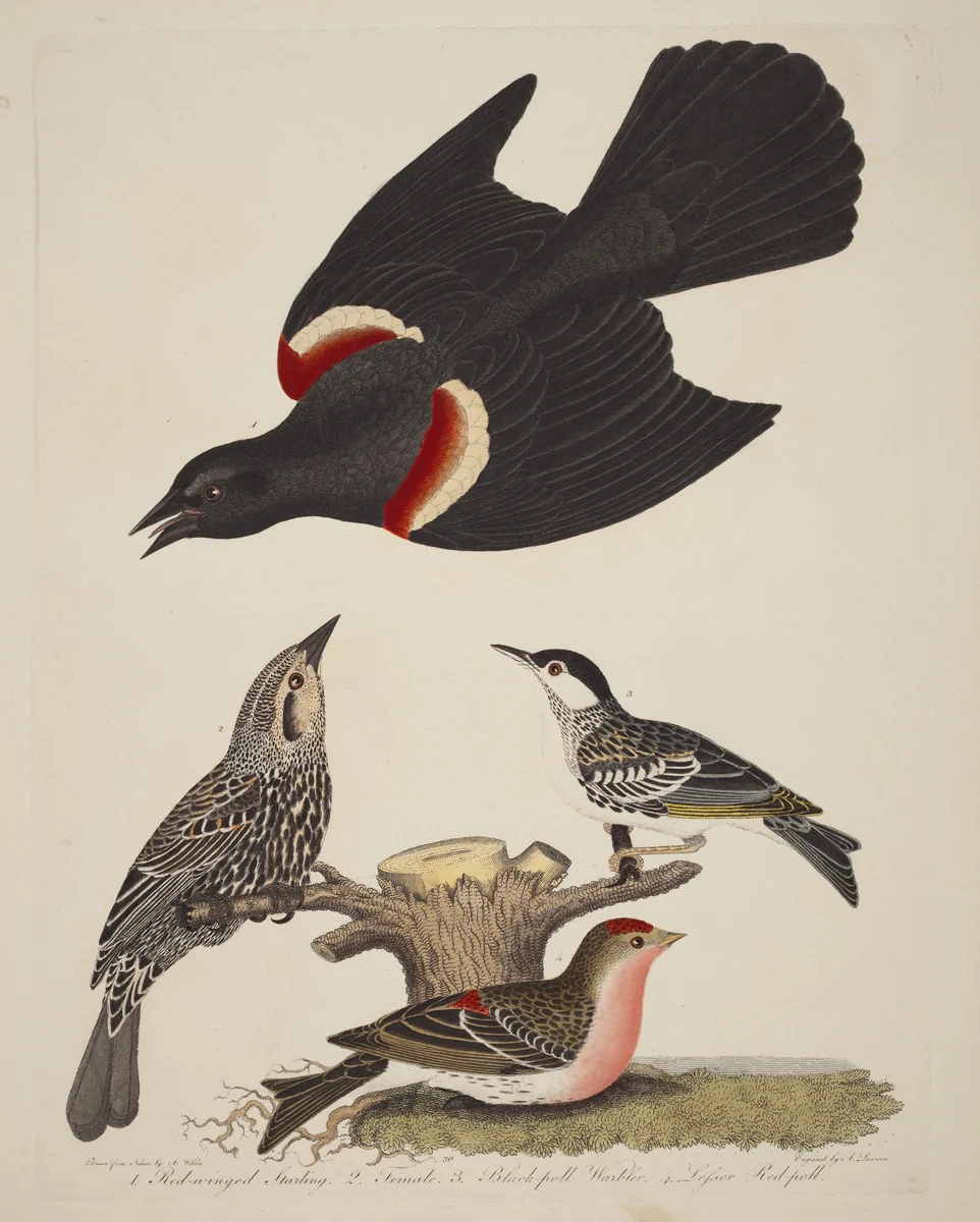 Red-winged Starling, Female Red-winged Starling, Black-poll Warbler, and Lesser Red-poll by Alexander Wilson, print, 1808-1814