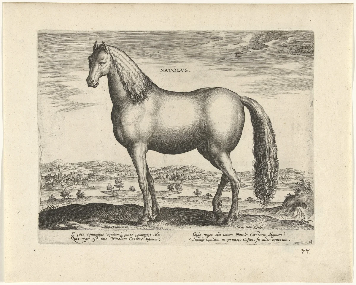 Hengst uit Anatolië by Unknown, print, 1583-1587
