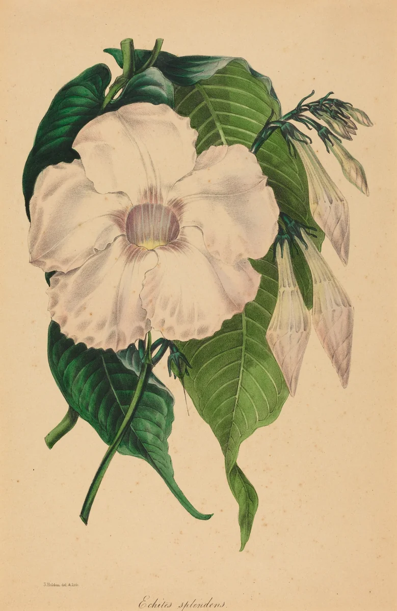 Echites splendens by Samuel Holden, print, 1767-1905