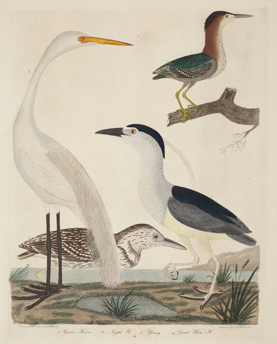 Green Heron, Night Heron, Young Heron, and Great White Heron by John G. Warnicke
Alexander Wilson, print, 1808-1814