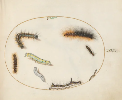 Plate 66: Lackey Moth Caterpillar, Figure of Eight Caterpillar, Grey Dagger Caterpillar, and Other Caterpillars by Joris Hoefnagel, drawing, 1570-1599