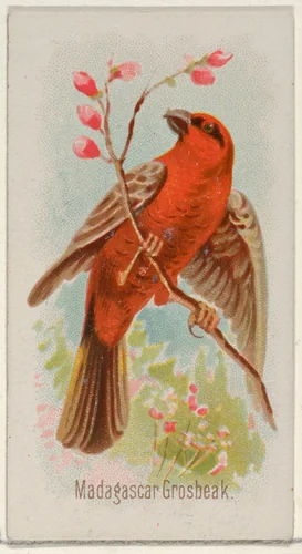 Madagascar Grosbeak, from the Song Birds of the World series (N23) for Allen & Ginter Cigarettes by Allen & Ginter, print, 1890